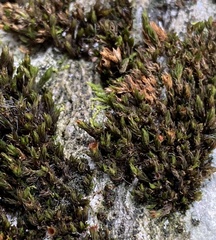 Orthotrichum strangulatum