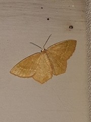 Thalera pistasciaria