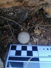 Mammillaria albilanata