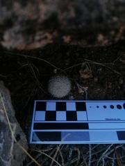 Mammillaria albilanata