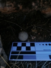 Mammillaria albilanata