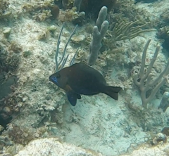 Hypoplectrus nigricans