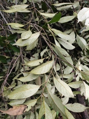 Lithocarpus glaber