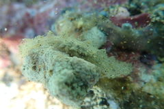 Stichopus