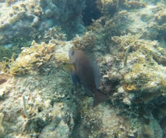 Hypoplectrus nigricans