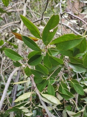 Lithocarpus glaber