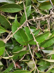 Lithocarpus glaber