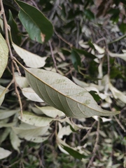 Lithocarpus glaber