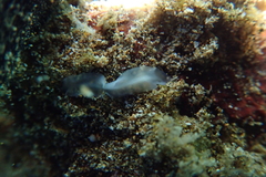 Acotylea