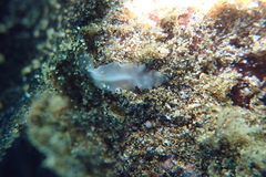 Acotylea