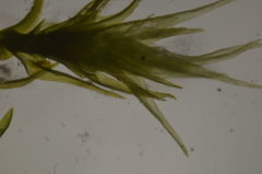 Dicranella schreberiana