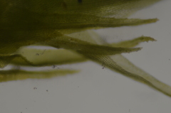 Dicranella schreberiana