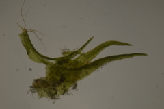 Dicranella schreberiana