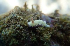 Goniobranchus albopustulosus