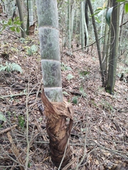 Phyllostachys edulis