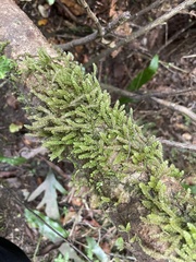 Weymouthia cochlearifolia