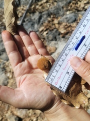 Striatoandricus nievesaldreyi