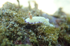 Goniobranchus albopustulosus