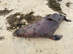 Arctocephalus pusillus