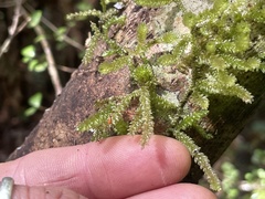 Weymouthia cochlearifolia