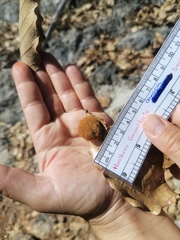 Striatoandricus nievesaldreyi