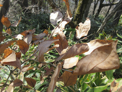Lindera glauca