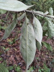 Lithocarpus glaber