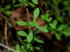 Galium trilobum