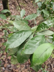 Lithocarpus glaber