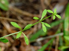Galium trilobum