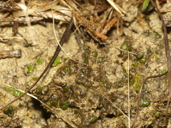 Placidium squamulosum