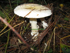 Amanita chrysoblema