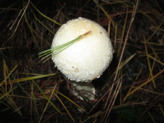 Amanita chrysoblema