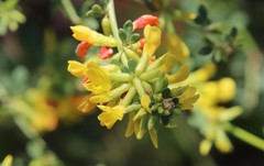 Acmispon glaber glaber