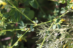 Acmispon glaber glaber