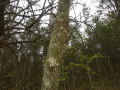 Usnea mutabilis