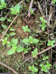Exallage chrysotricha