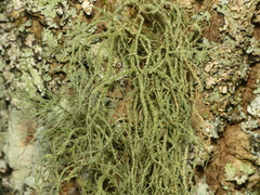Usnea mutabilis