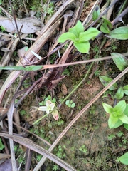 Exallage chrysotricha