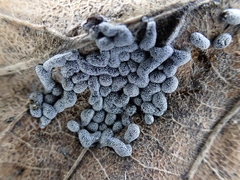 Polyschismium chailletii