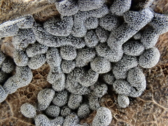 Polyschismium chailletii