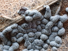 Polyschismium chailletii