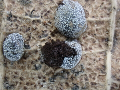 Polyschismium chailletii