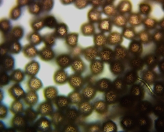 Polyschismium chailletii