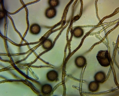 Polyschismium chailletii