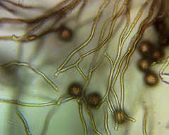 Polyschismium chailletii