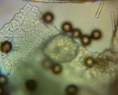 Polyschismium chailletii