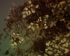 Polyschismium chailletii