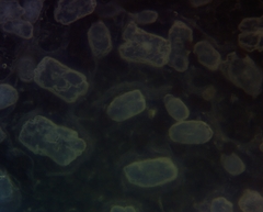 Polyschismium chailletii