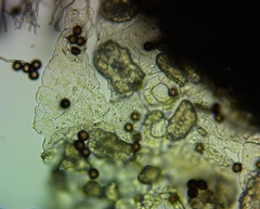 Polyschismium chailletii